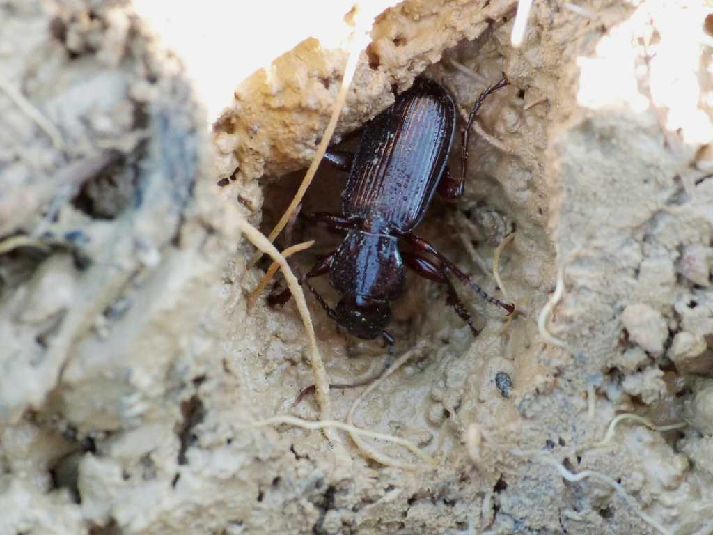 Carterus ? no, Pterostichus macer
